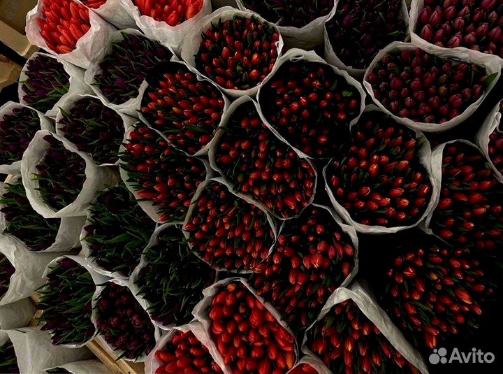 Тюльпаны оптом в наличии