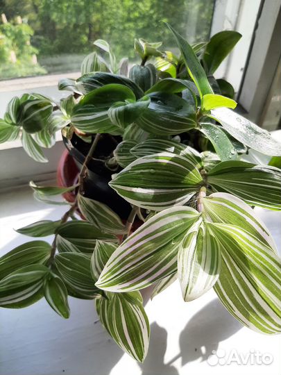 Взрослый большой куст традесканции