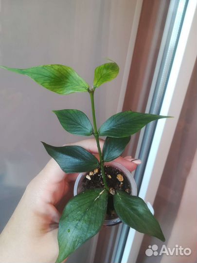 Дисхидия, Хойя