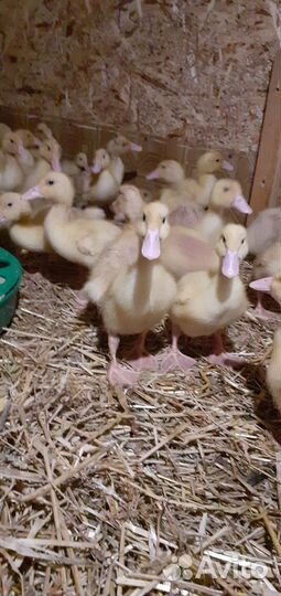 Утята, домашний вывод