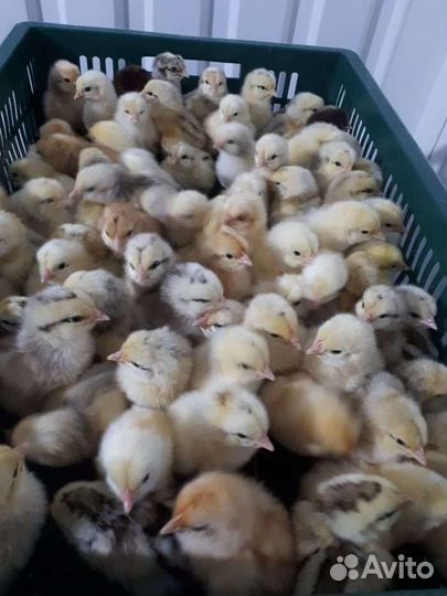 Мастер грей, гриз-бар,рэд-бро,голошейка сут. цыпы