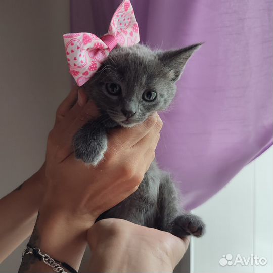 Котенок 2 месяца