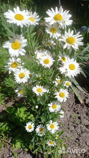 Многолетние цветы