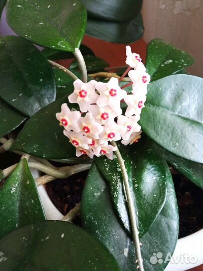 Хоя огромная