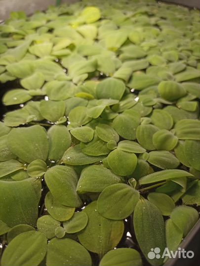 Аквариумное растение, пистия