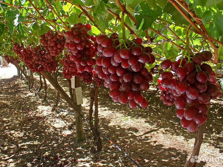 Саженцы Винограда Памяти учителя
