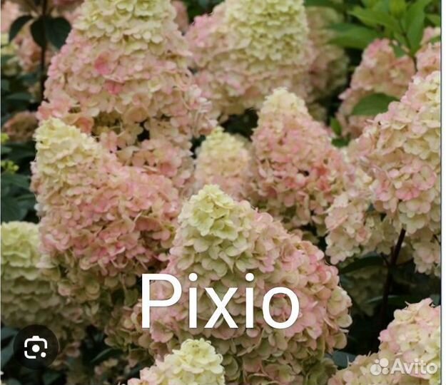 Гортензия Pixio (Пиксио)