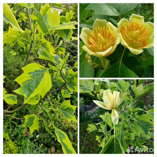 Лириодендрон пестролистный и зеленый