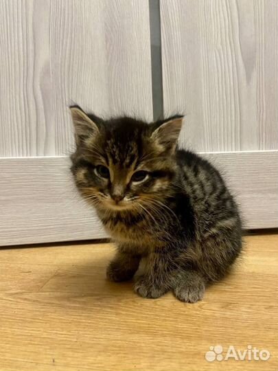 Котята отдам бесплатно