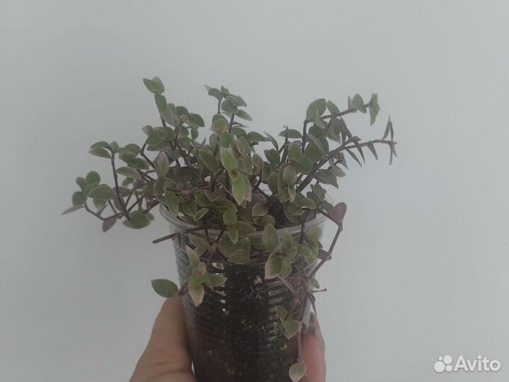 Коллизия розовая пантера