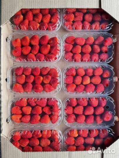 Свежая клубника (Армения )