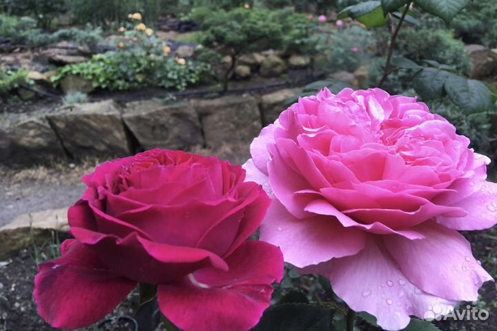 Английские розы собственно корневые саженцы