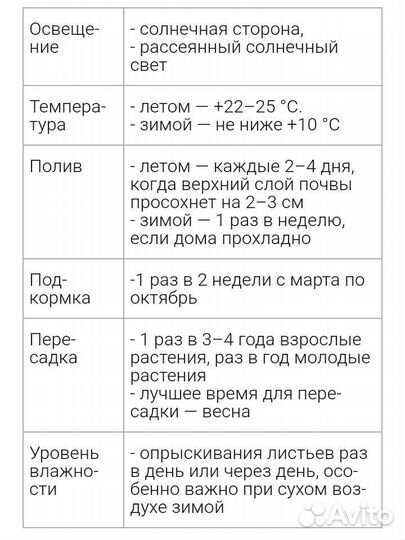 Гибискус китайская роза махровая