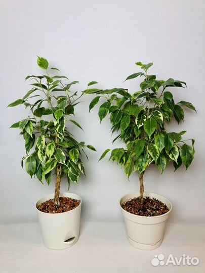 Фикусы бенджамина Голден Моник и Голден Кинг