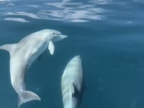 Прогулка к дельфинам 6 и 7 июля