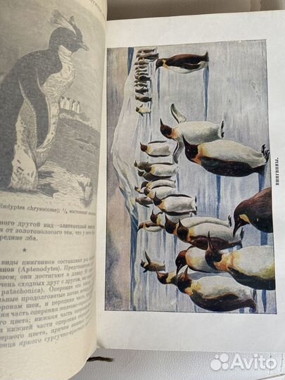 Жизнь животных.Брем 4 том,1937 год