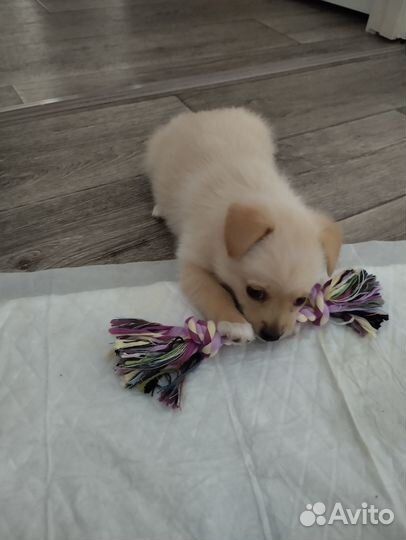 Продам щенка чихуахуа