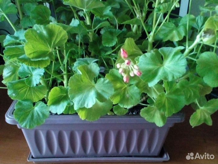 Пеларгония герань роз, белая, фуксия, коралл