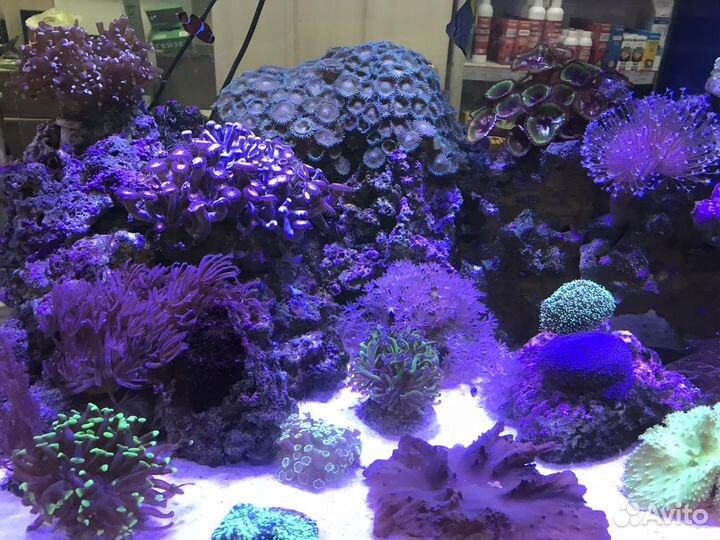 Морской аквариум 300 литров