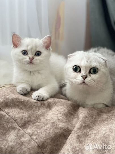 Шотланская кошка