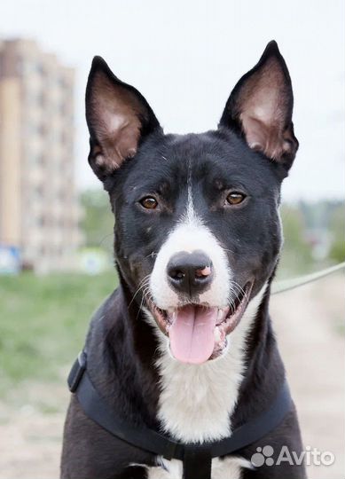 Метис(стафф)