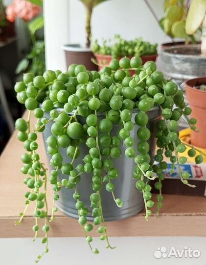 Крестовник Роули