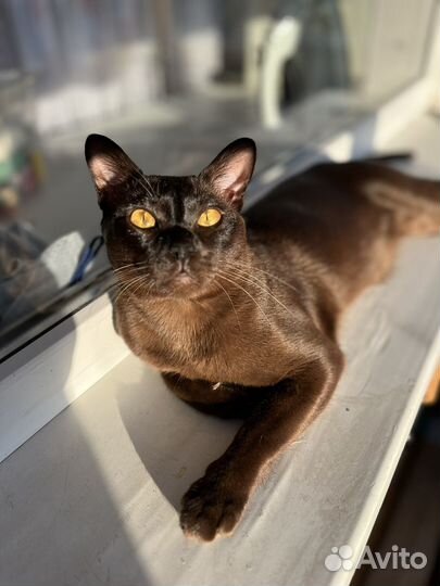 Бурманский кот