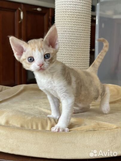 Девон-рекс котенок девочка в разведение