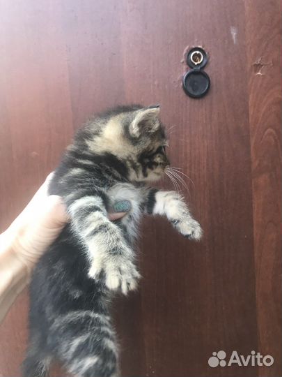 Кошка в дар бесплатно