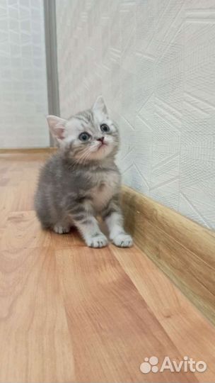 Британские котята