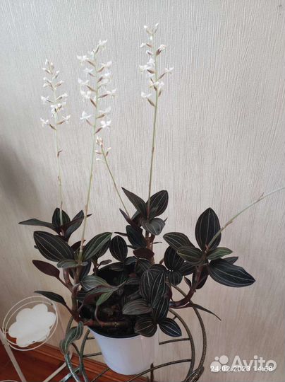 Лудизия дисколор - драгоценная орхидея