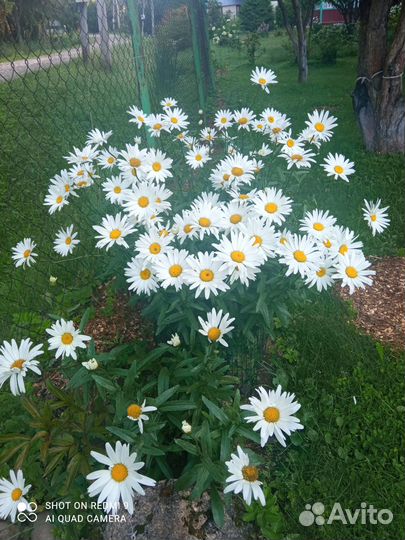 Ромашка, Пионы, Хоста, Астильба, Примула, Бодан