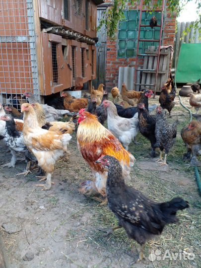 Куры молодки