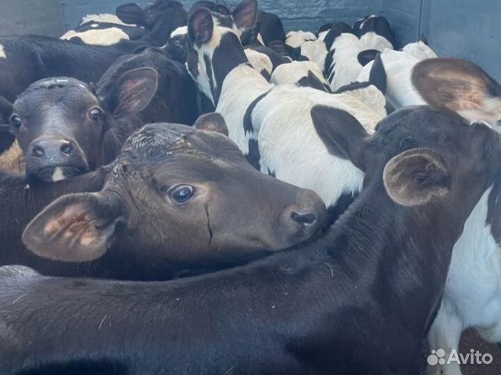 Телята телочки