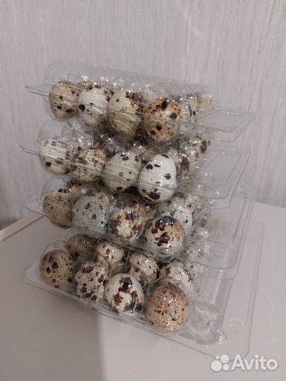 Упаковка для перепелиных яиц