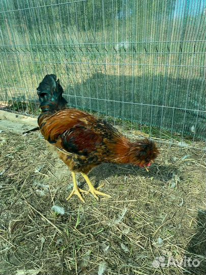 Молодые петухи