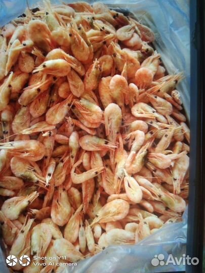 Креветка Северная 250+