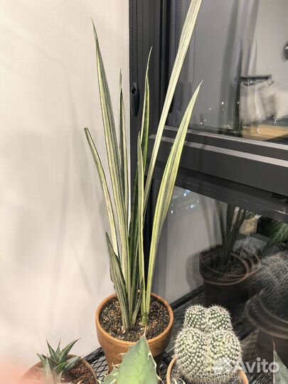 Сансевиерия бентель