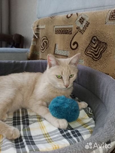 Котик 6 мес кастрирован