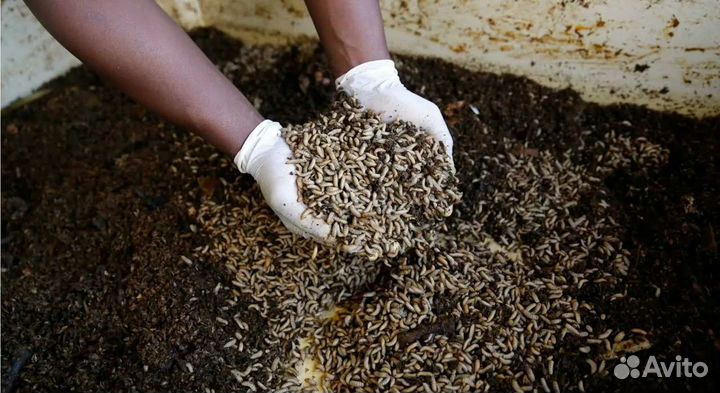 Опарыш для рыбалки и на корм - 1.5л бутылка