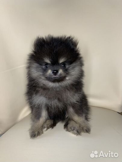 Померанский мини шпиц