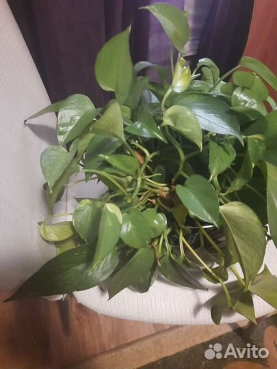 Пальма и др