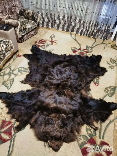 Шкура медведя натуральная