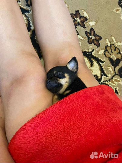 Мини той-терьер