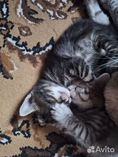 Котенок в дар бесплатно