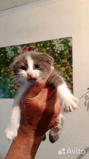 Продам котят