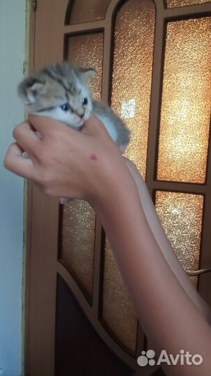 Домашние животные котята