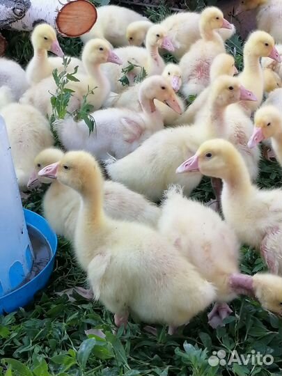 Гуси, утки, бройлер