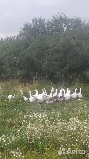 Гуси на племя или на мясо