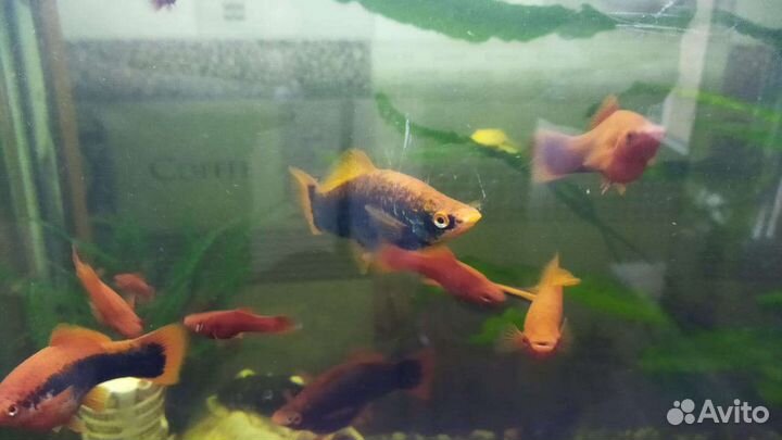 Аквариумные рыбки